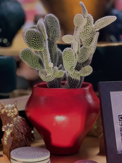 Ardi Culture — Instagram