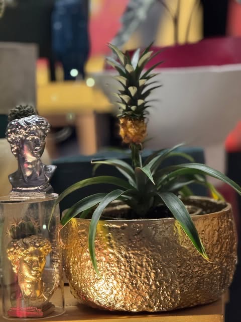 Ardi Culture — Instagram